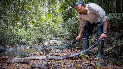 A king cobra bite -- and a scientific discovery | Gowri Shankar