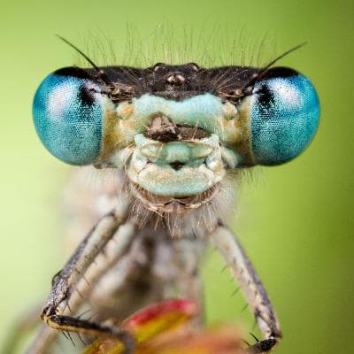 What we — and AI — can learn from nature's intelligence