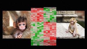 How early life experience is written into DNA | Moshe Szyf