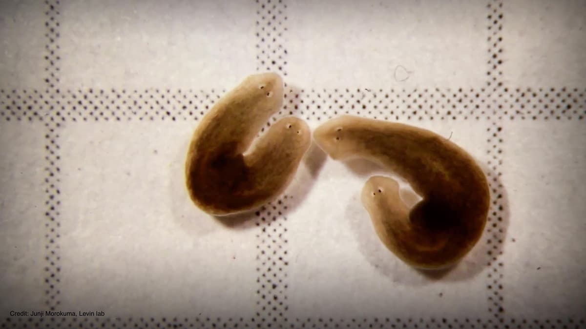 The electrical blueprints that orchestrate life | Michael Levin