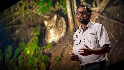The link between fishing cats and mangrove forest conservation | Ashwin Naidu