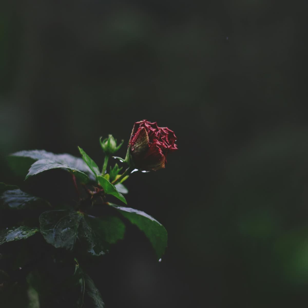 Words I Can Not Say - April Rain