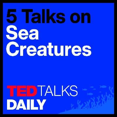 The Mystery of Sea Creatures (4/5): Are we interrupting the kinky sex lives of fish? | Marah J. Hardt