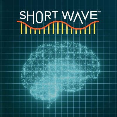 Could Mental Workouts Keep Your Brain Young? | NPR’s Short Wave